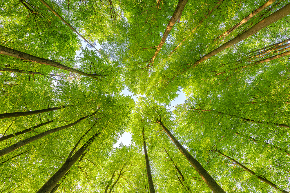sustainable-trees