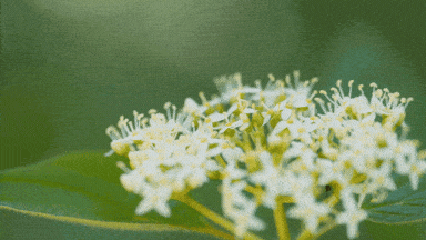 Flower_Bee_Gif1