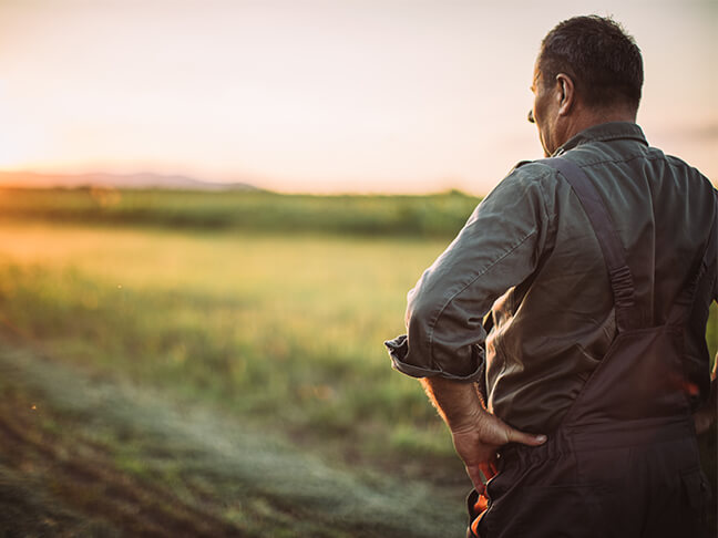 Person looking into sunset on paddock