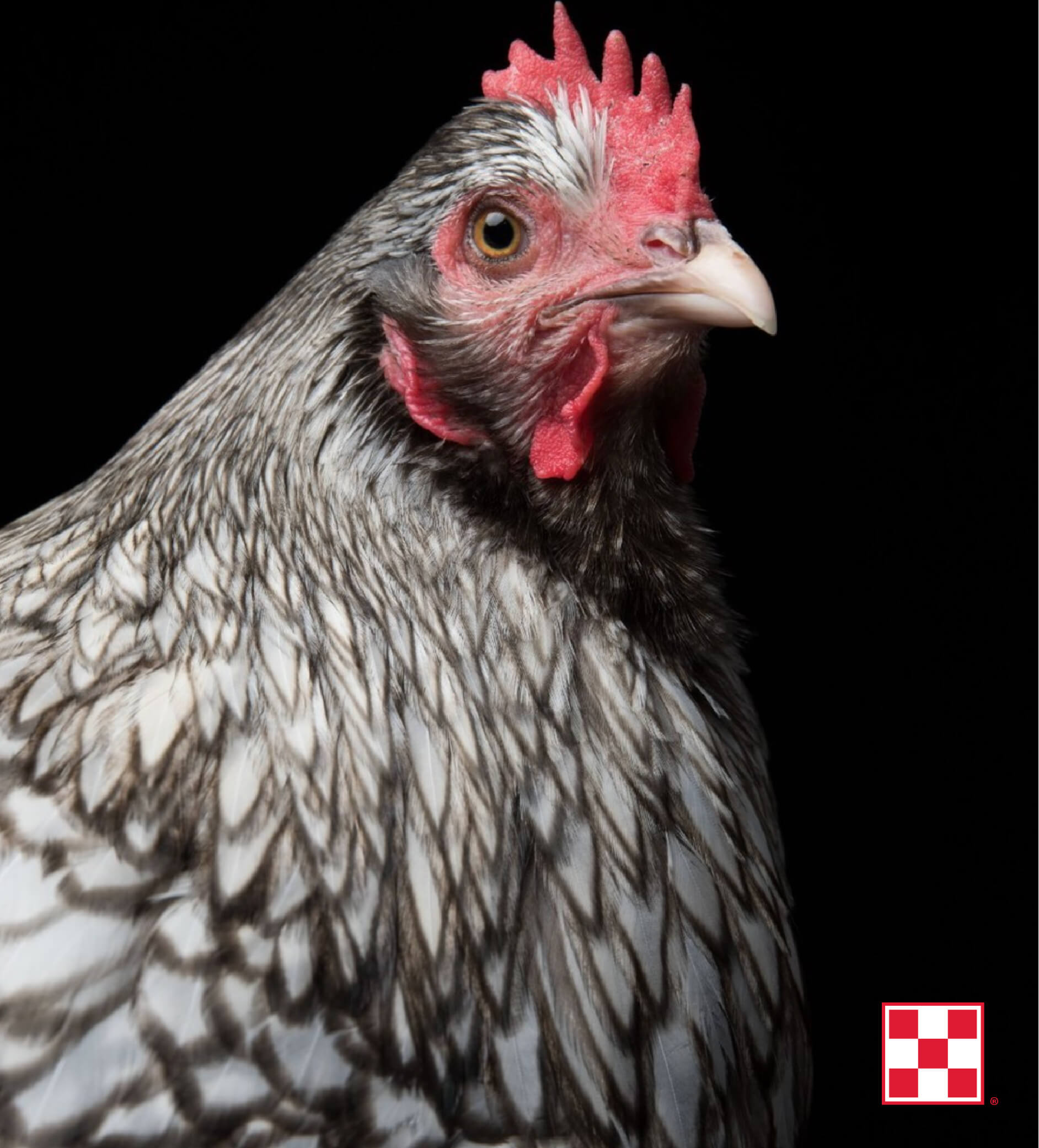 Purina