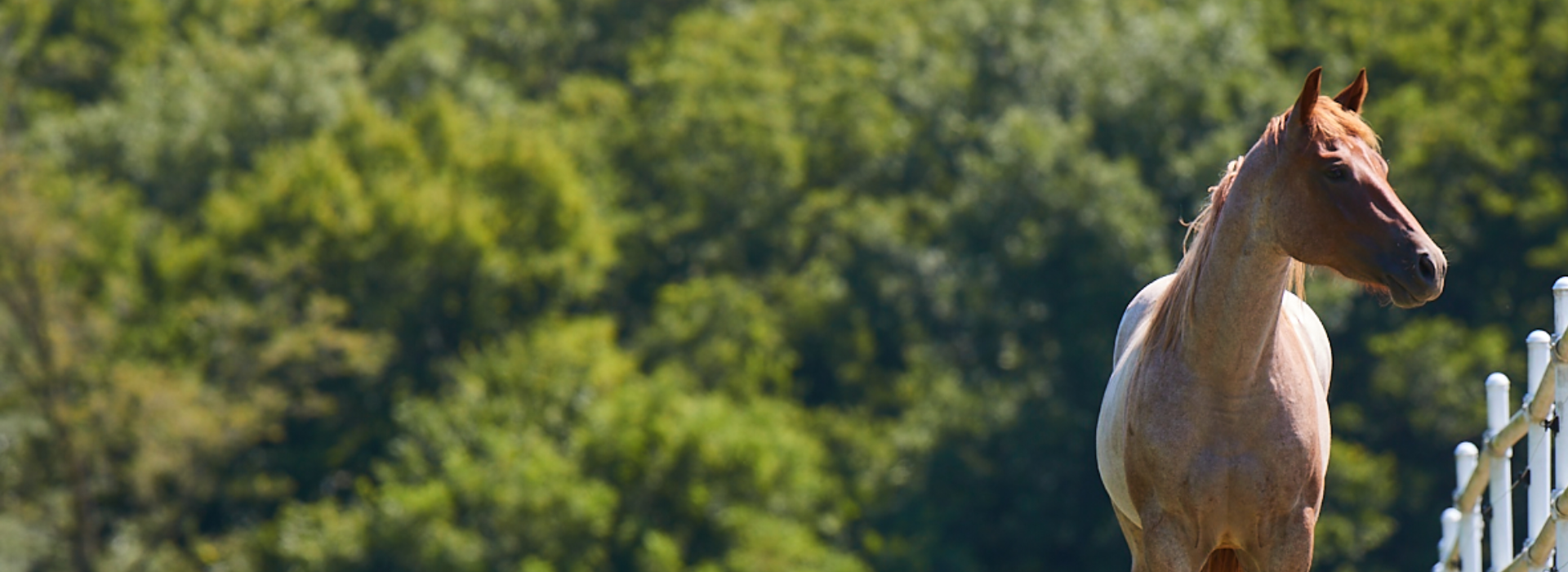 Explore Purina Internship Opportunities Land O'Lakes Careers