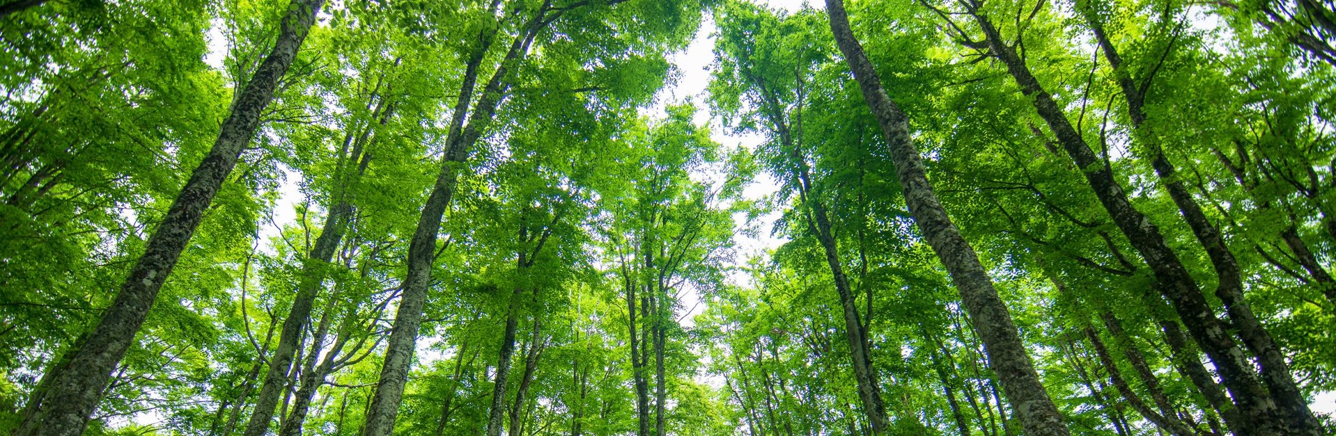 Grands arbres dans une forêt 