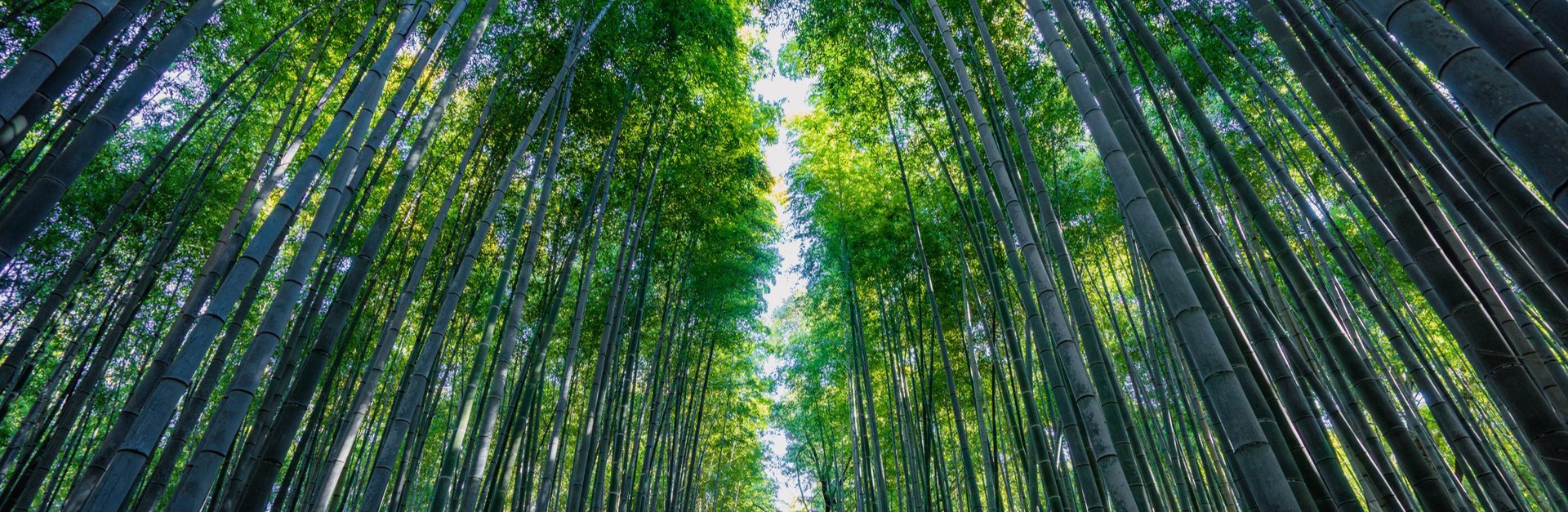 Tall trees in a forest