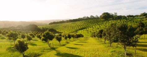 Verger de macadamia à Byron Bay, Bangalow, Nouvelle-Galles-du-Sud, Australie 