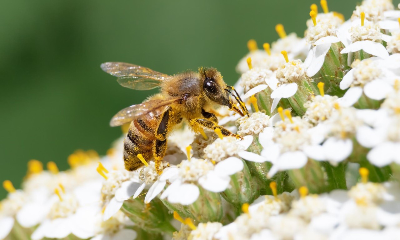 Une abeille sur une fleur 