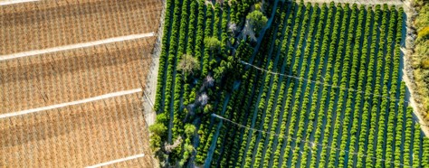 Fields and farmland for the growth of grapes for Pisco production and citrus fruit nestled in the mountains of the Elqui Pisco Valley, Coquimbo, Chile.