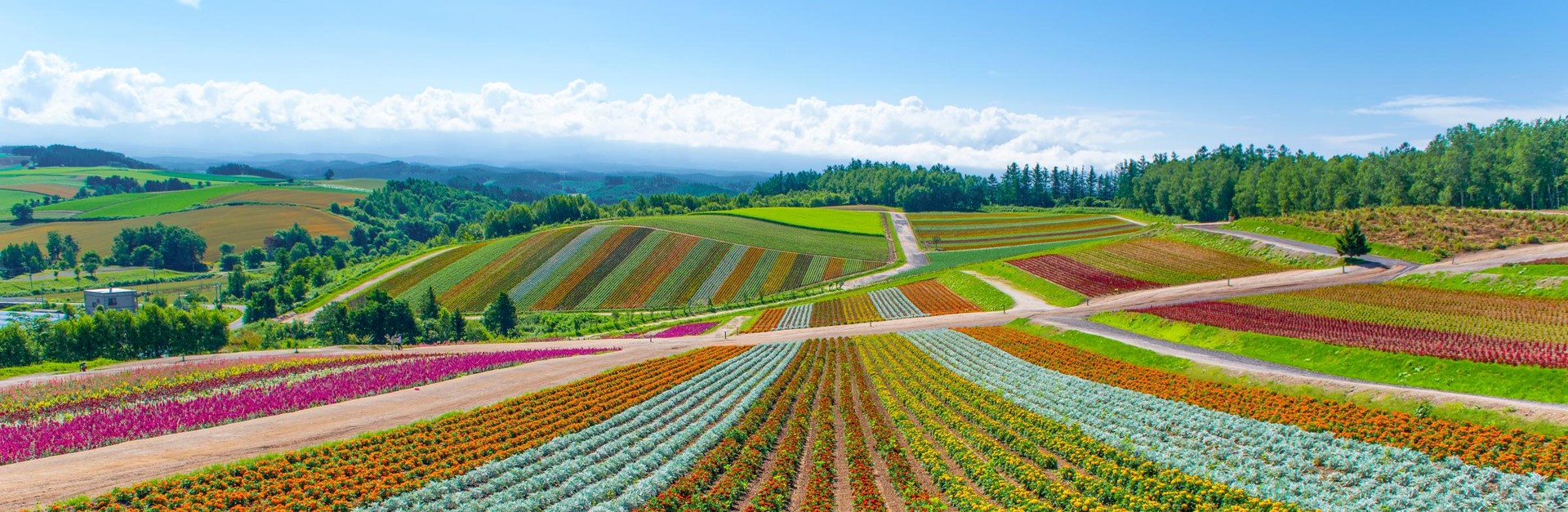 A colourful field