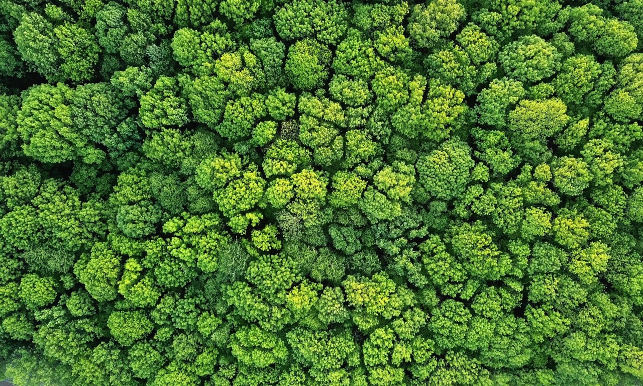 鸟瞰视角的一片树林 