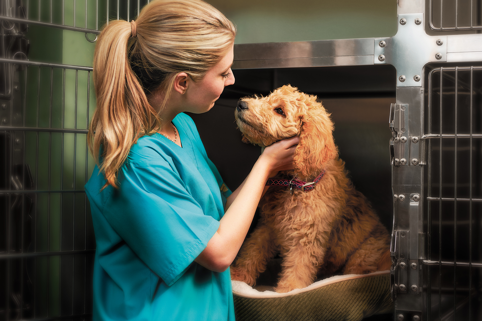 Our Values Thrive Pet Healthcare Careers