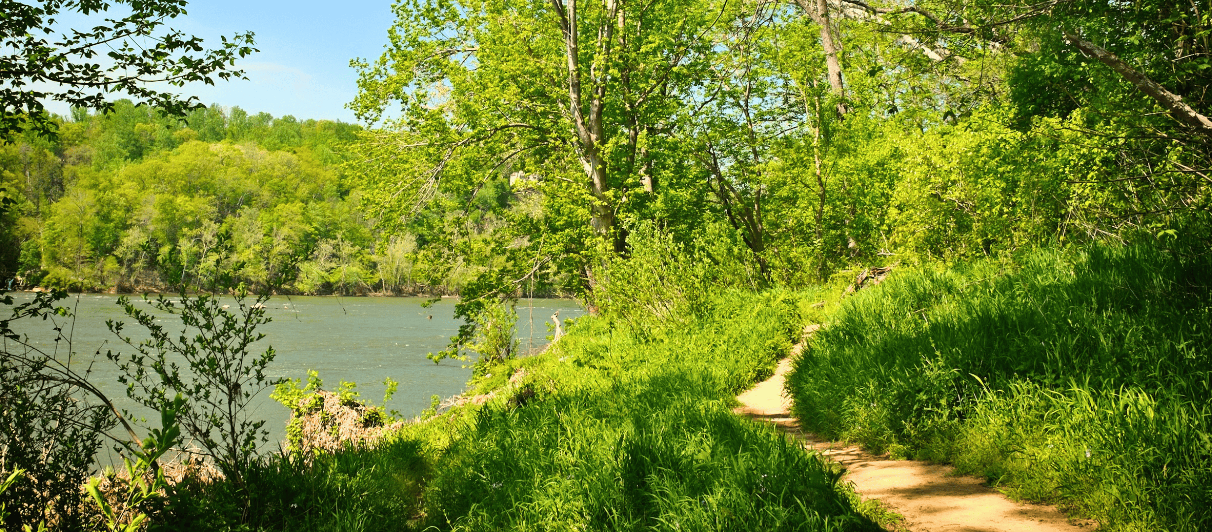 Dirt path winding through vibrant green trees and grass along a peaceful Maryland riverbank