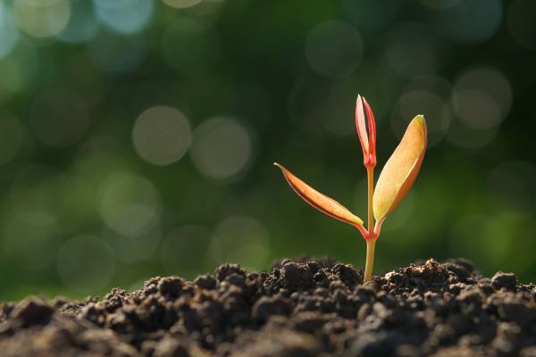 Sustainablebasicthemejobcategory