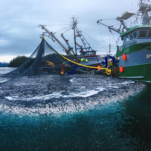 Why Silver Bay Silver Bay Seafoods Careers
