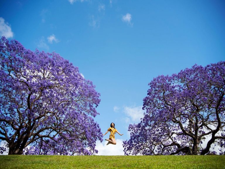jacaranda - Clarence Valley