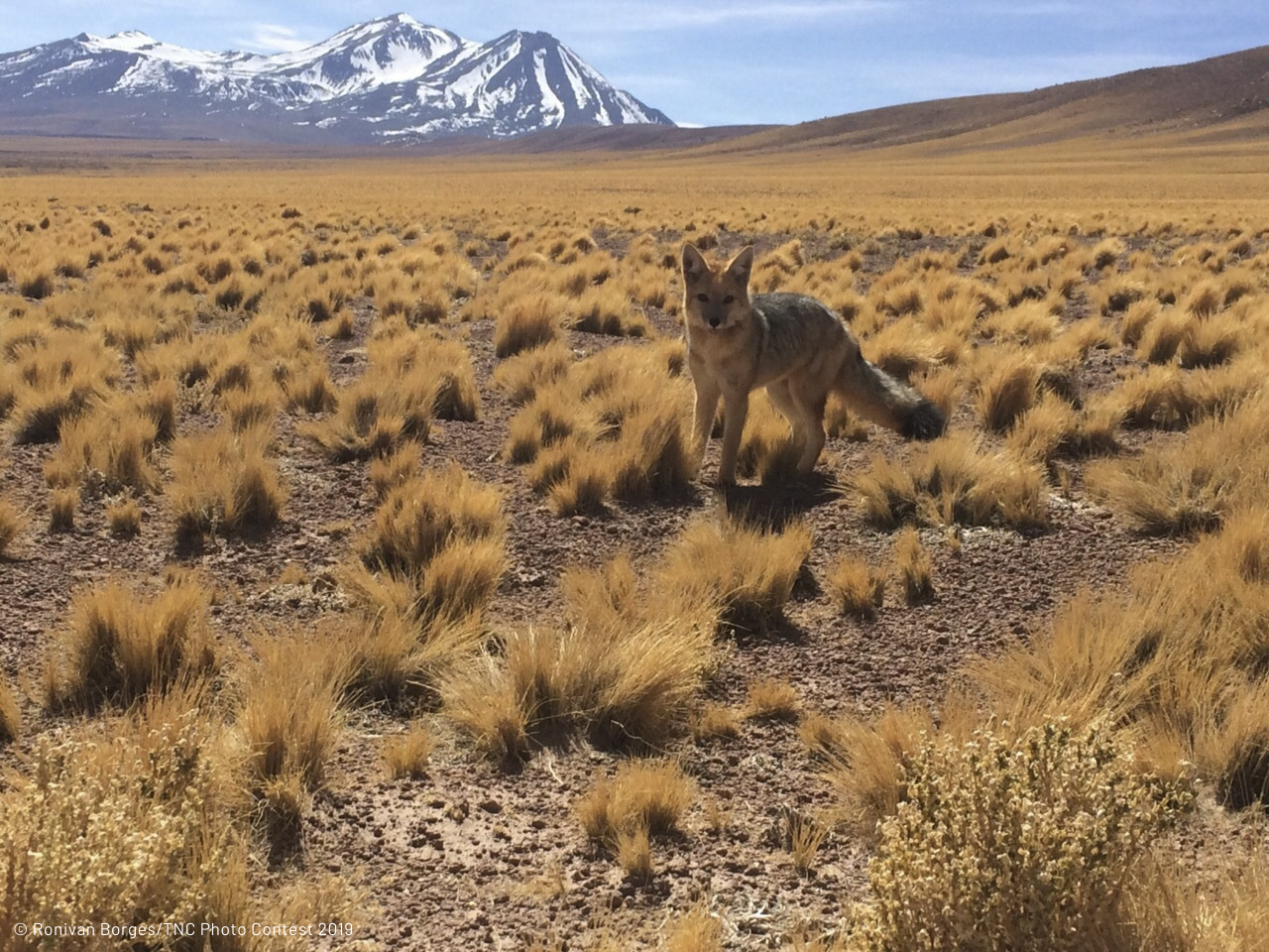 A fox standing in a field of tall grass