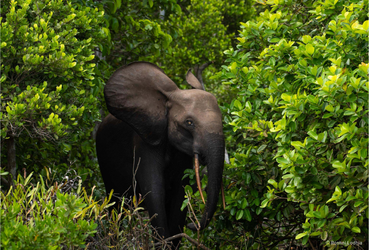 CopyrightAF_Gabon_01252022_2724