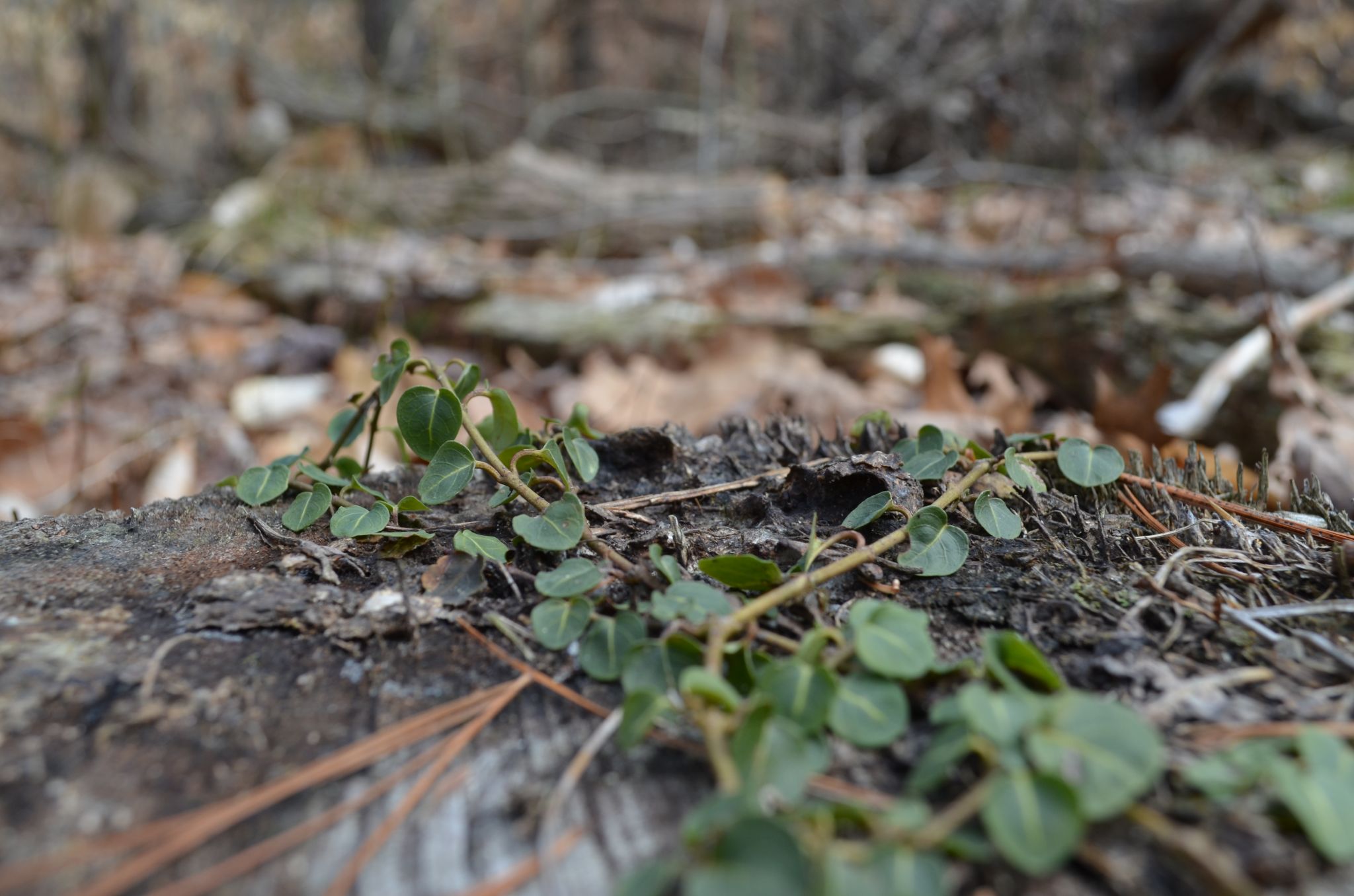 Forest Ground with sticks and leaves