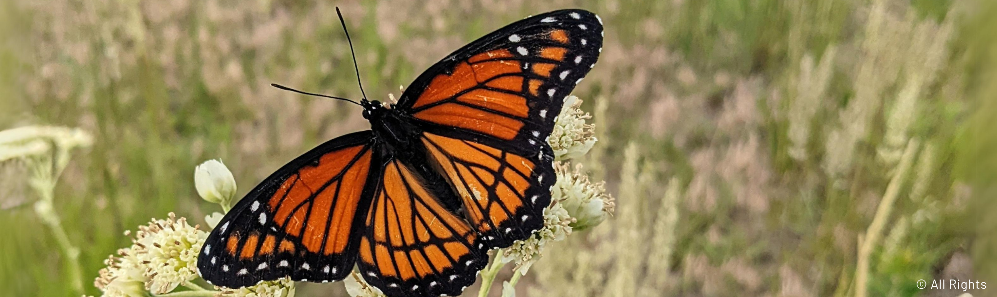 Butterfly on a flower