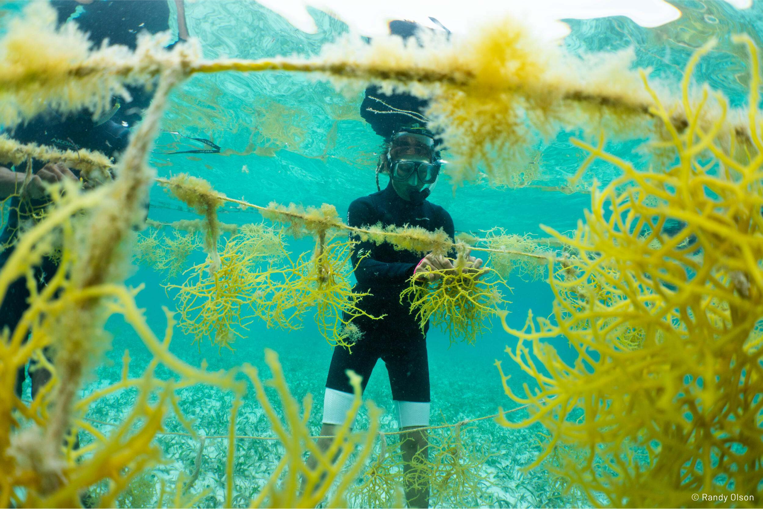 A person in a black wet suit diving under water