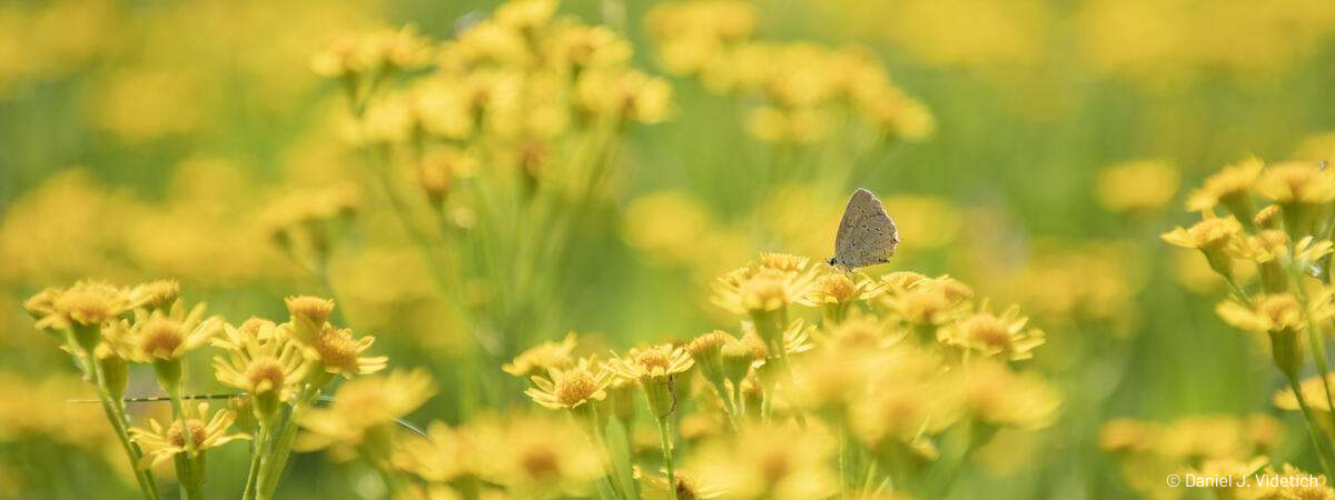 croppedCopyrightMAG22010_220517_0352