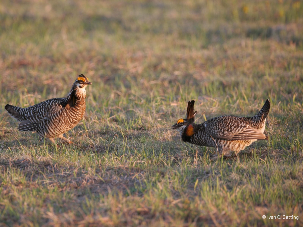 internship©IvanC.Getting