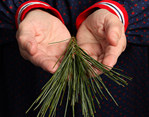 Open hands holding fronds of a tree. 