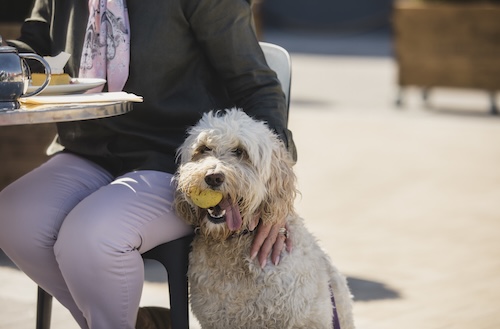 Womand and dog eating at a restaurant