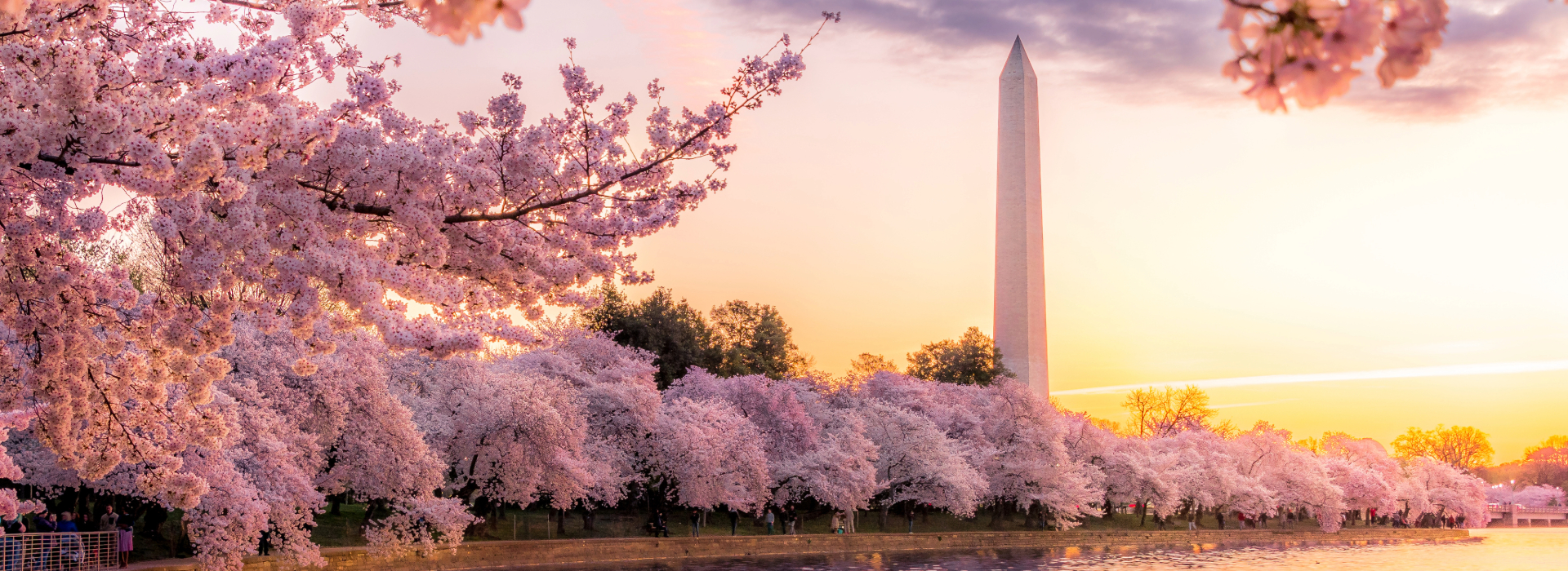 cherry blossoms in washington dc