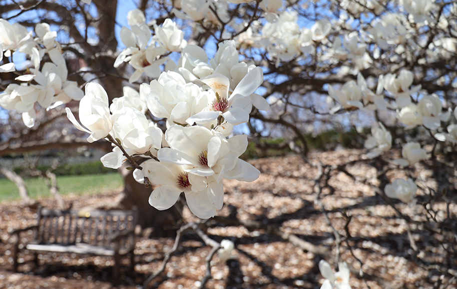 Tree branches with white blooms spread towards the camera with wooden bench under the tree in background.