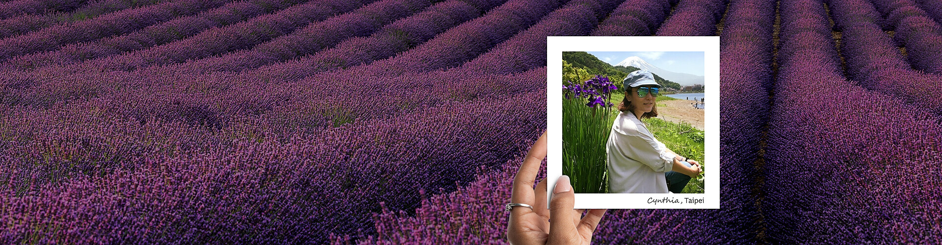 This panoramic banner displays a stunning field of purple lavender in full bloom, arranged in neat, undulating rows that create a rhythmic pattern across the landscape. In the foreground, a smaller inset photo features a woman named Cynthia, identified as being in Taipei. She is outdoors, engaging with nature, surrounded by tall purple irises with a mountain visible in the distance and a riverbank scene where people are seen enjoying the sunny weather. Cynthia is dressed casually, wearing a hat and sunglasses