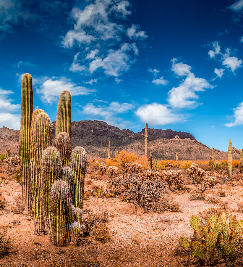 Customer Service Jobs Chewy Inc. Careers