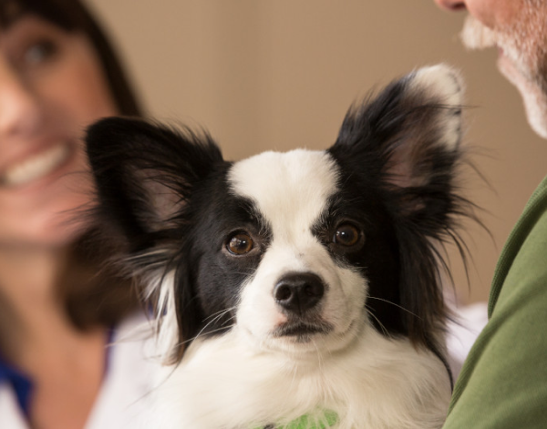 Consulenti Diagnostici Veterinari