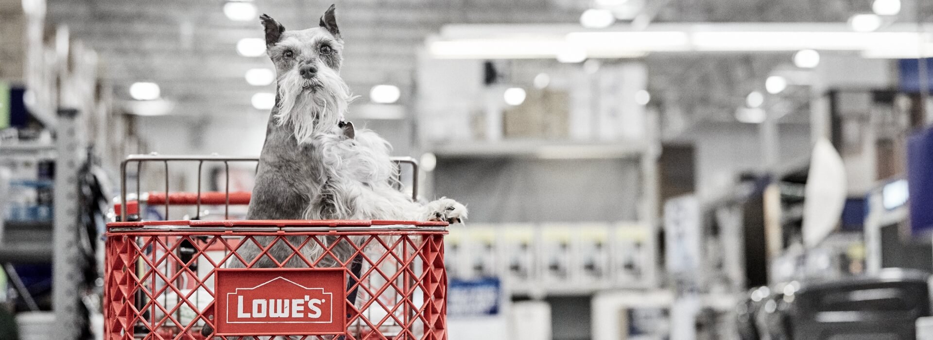 Dog standing up in a cart