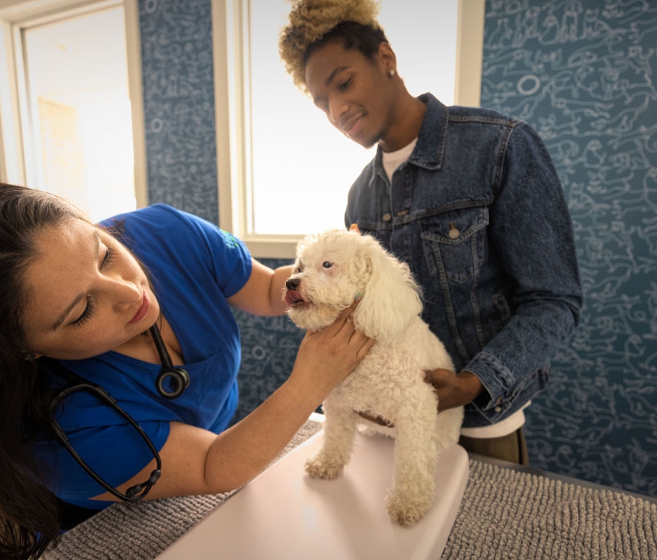 Veterinarian Careers