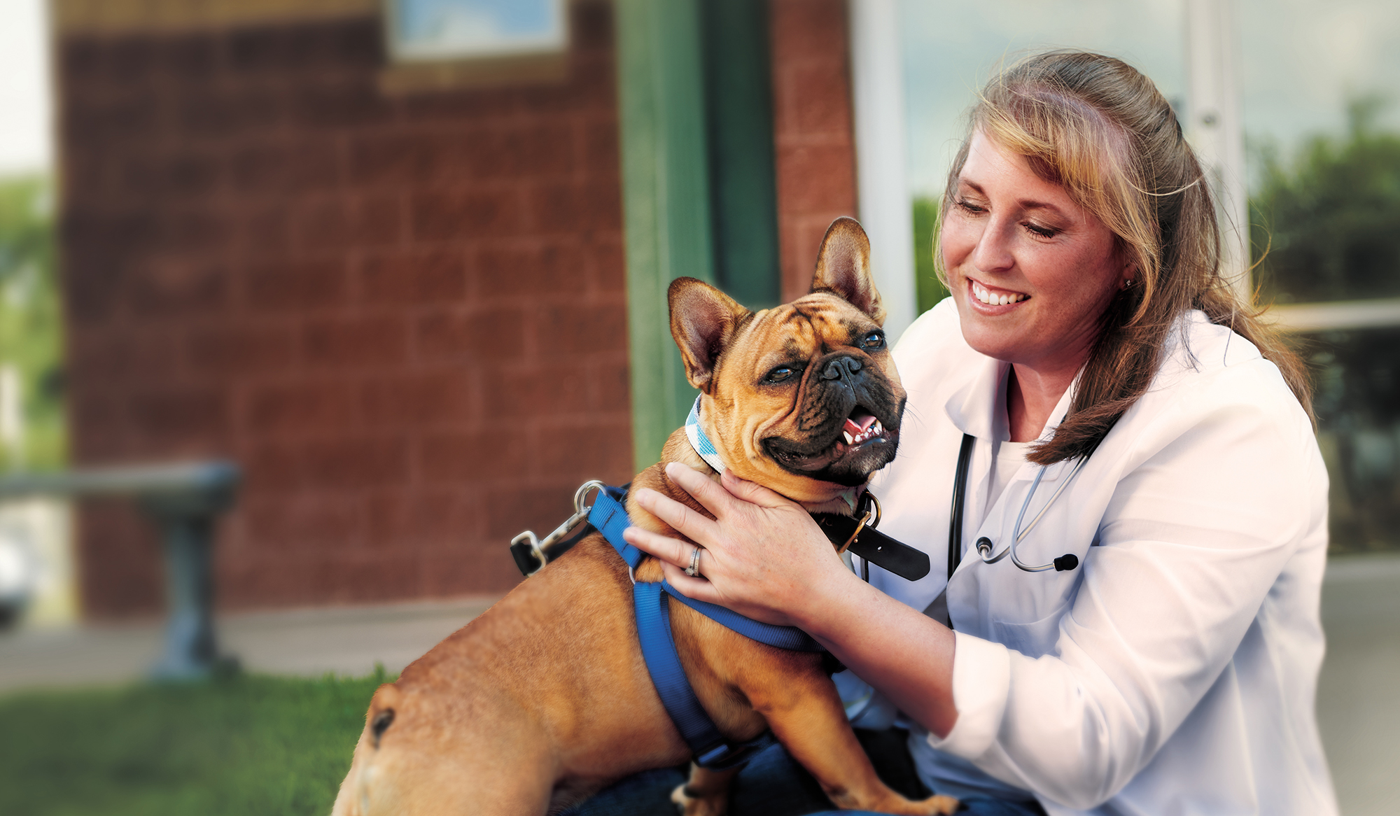 Veterinarian careers