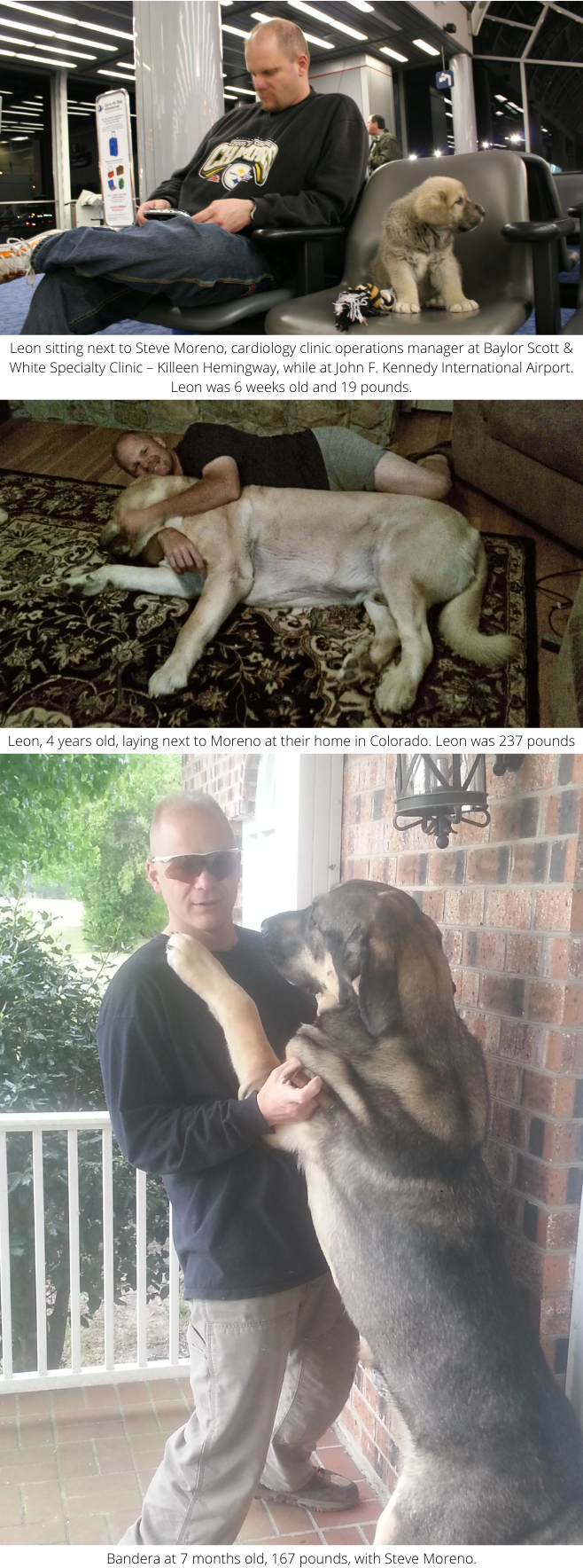Mentorship and Mastiffs: How former combat medic Steve Moreno is healing |  Baylor Scott & White Health