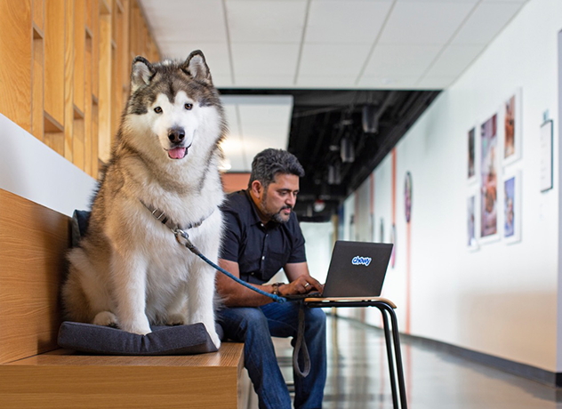 A Chewy team member sharing an office chair with a smiling dog with pet holiday costumes showing on the computer