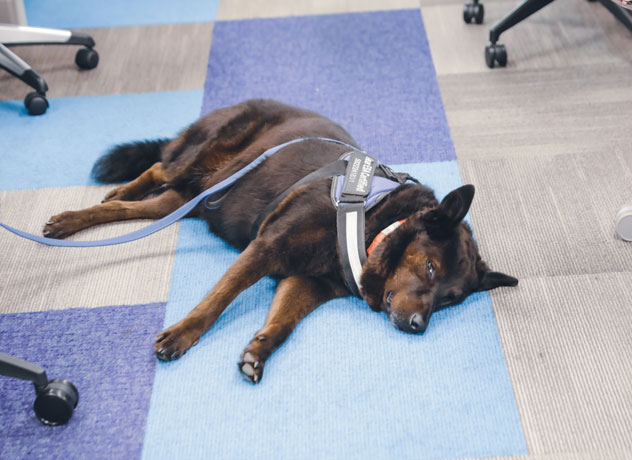 A Chewy team member dropping off computer equipment 