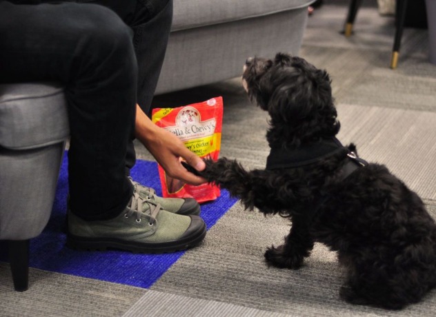 A black and curly-haired dog giving its paw to a Chewy team member in exchange for a treat
