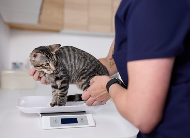 Coral Springs, FL Veterinary Careers