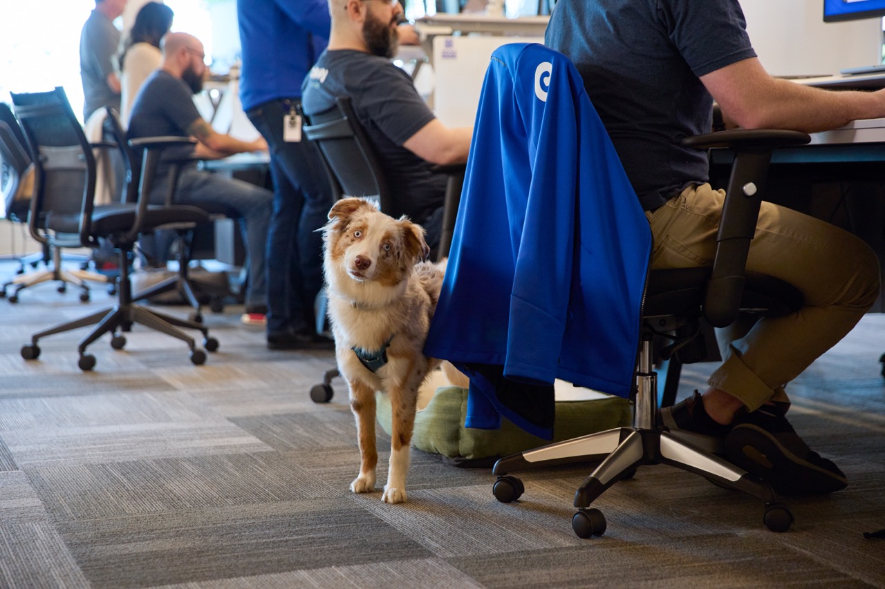 A white bulldog looking into the camera while being held by a Chewy team member