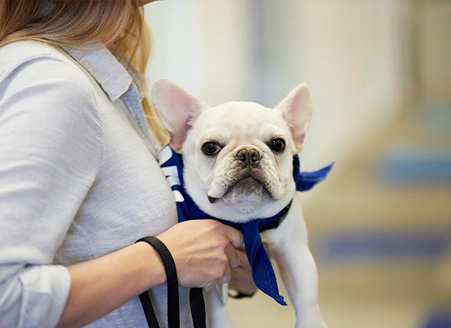 A white bulldog looking into the camera while being held by a Chewy team member