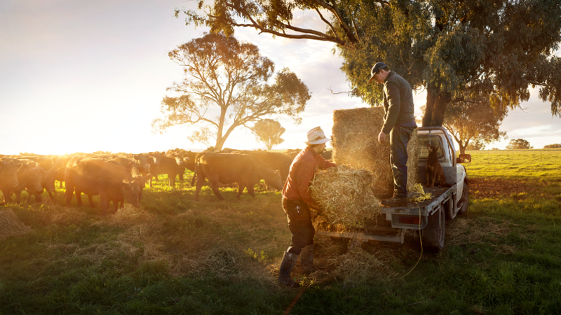 Two farmers unloading hay from a truck