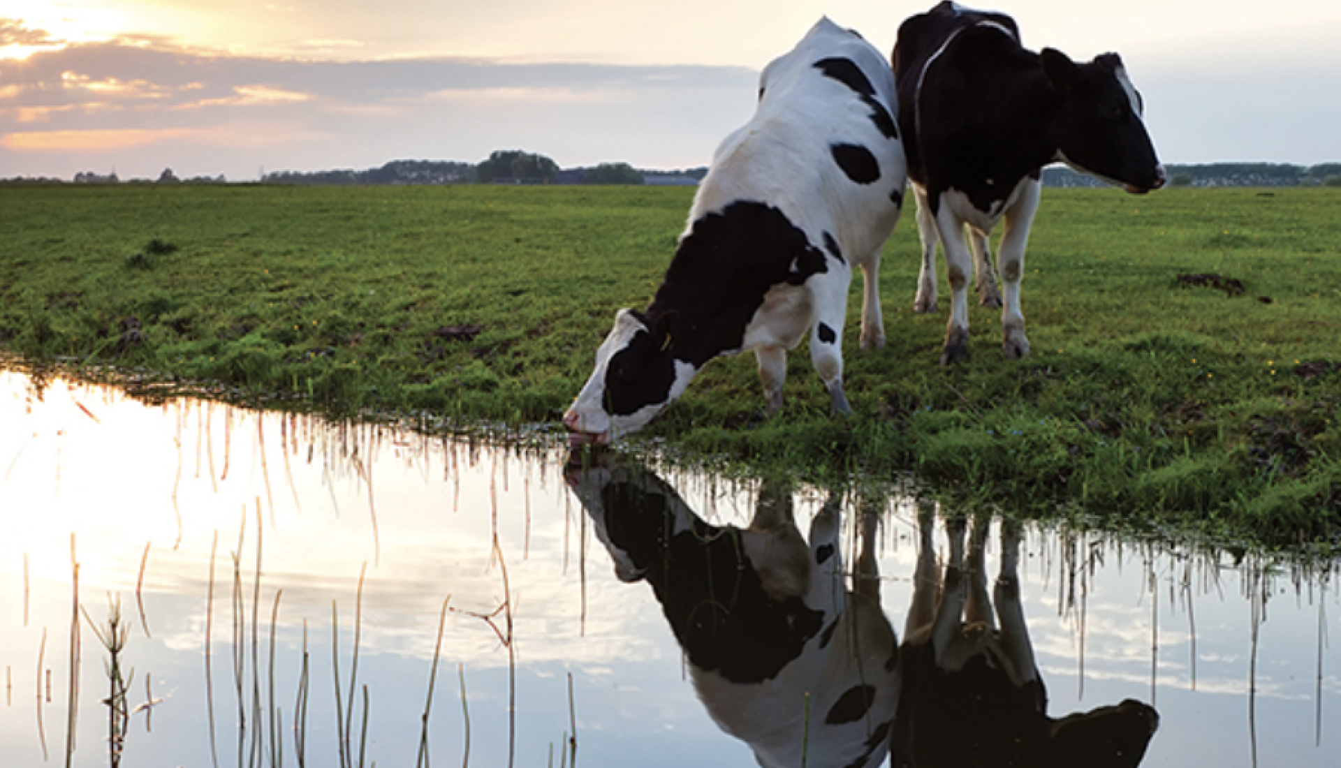 Livestock Poultry and Dairy