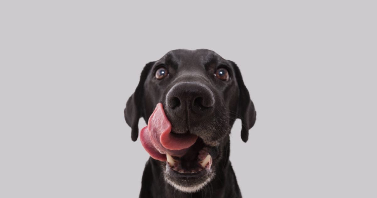 dog licking its nose