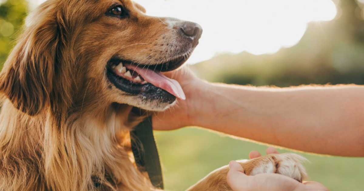 dog
