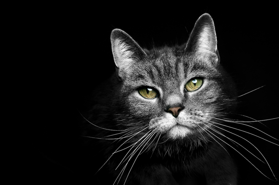 DICE cat