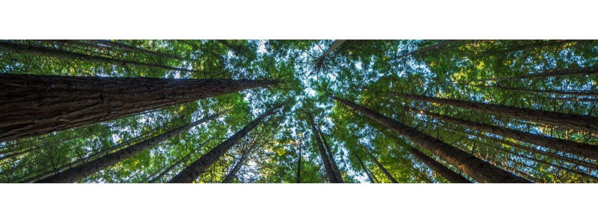 A view of treetops from below