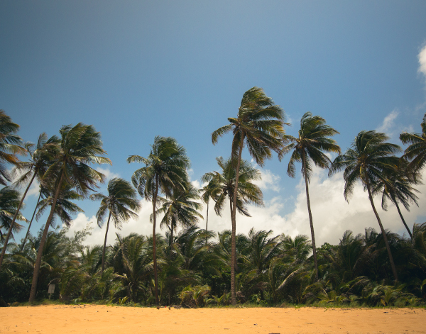 Palm trees swaying on the beach
