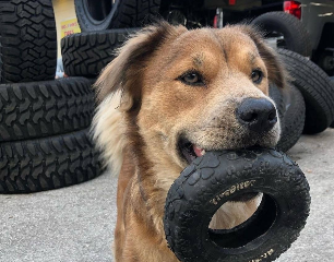 Coats Garage Dog